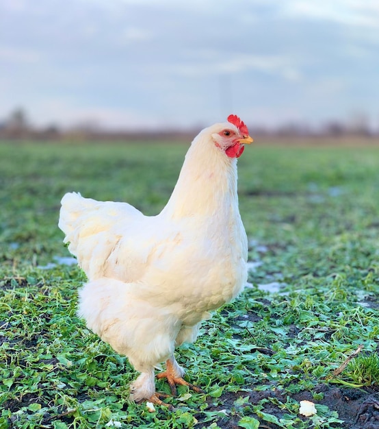 pollo blanco sobre la hierba. pollos en la granja