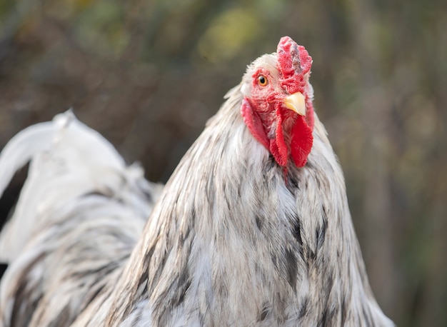 Pollo Brahma en un jardín en primavera