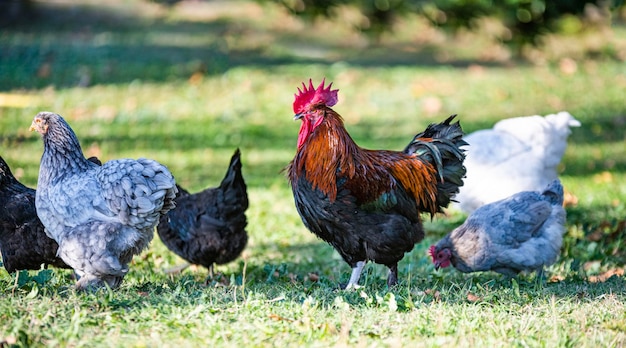 pollo brahma y marans caminando en un jardín