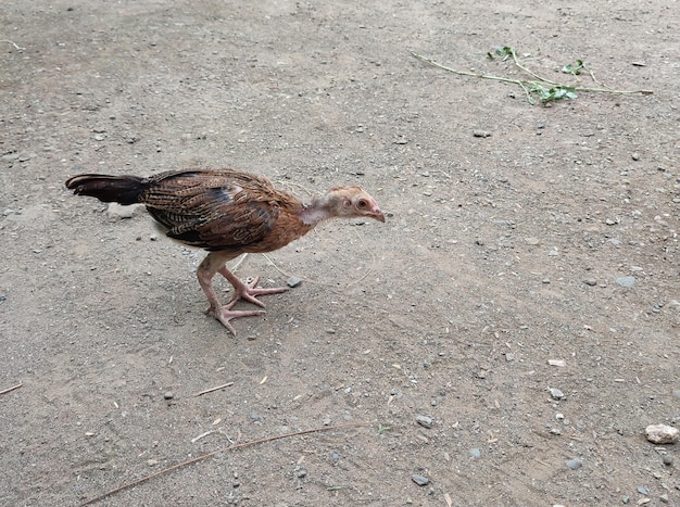 Un pollo en busca de comida