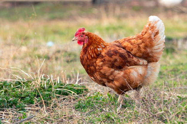 Un pollo en un campo con pasto y un cartel que dice 'pollo'