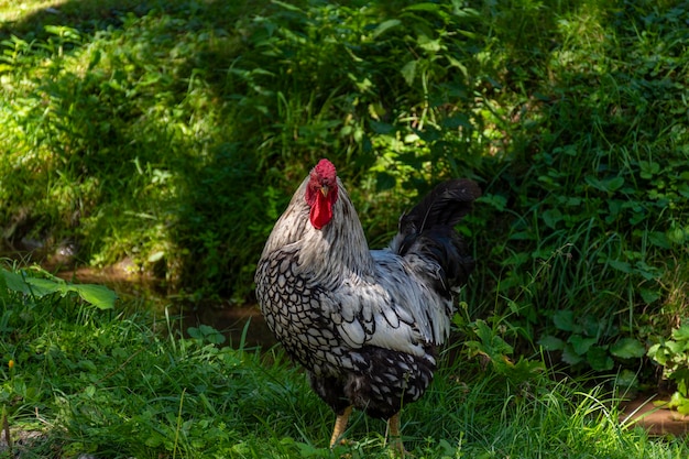 El pollo en el campo