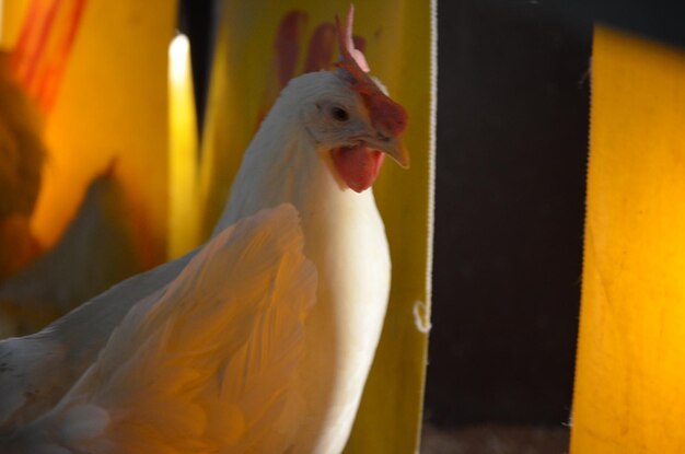 Foto el pollo de capa blanca en primer plano