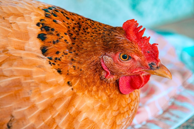 Un pollo con la cara roja y las plumas negras.