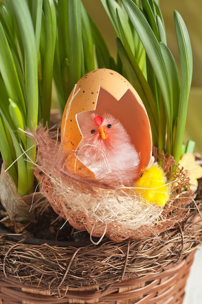 Pollo con cáscara de huevo en el nido
