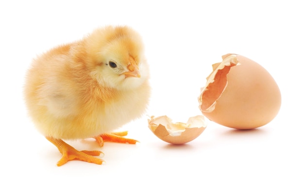 Pollo y una cáscara de huevo sobre fondo blanco.