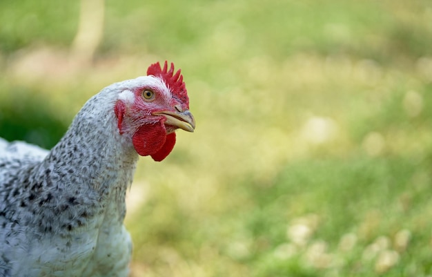 Pollo de cerca en la hierba verde