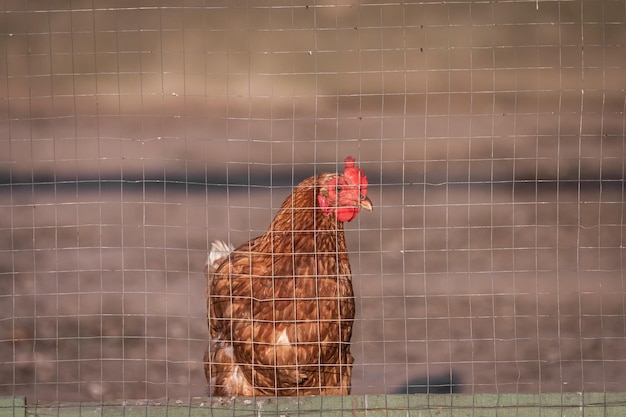 Un pollo en una cerca