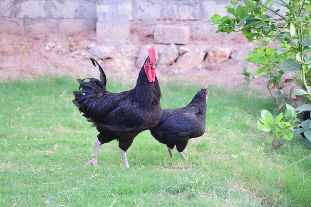 Pollo en césped