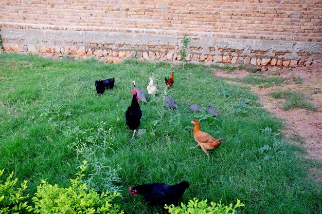 Pollo en césped