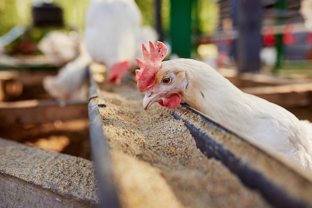 Foto pollo come pienso y grano en la granja de pollos ecológicos granja de pollos de corral