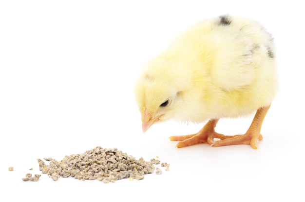 Pollo con comida sobre un fondo blanco.