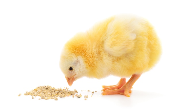 Pollo con comida sobre un fondo blanco.