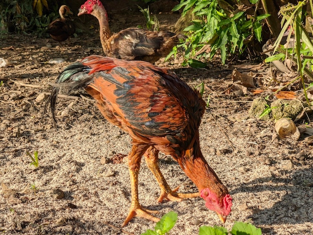 Un pollo comiendo arroz en el suelo.