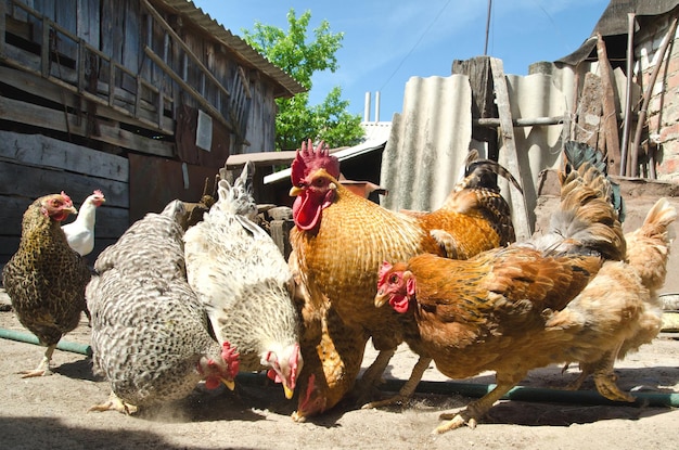 Pollo comiendo en una granja