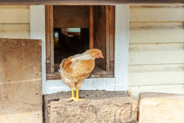 Pollo de corral en la granja de animales orgánicos que pastan libremente en el patio del rancho