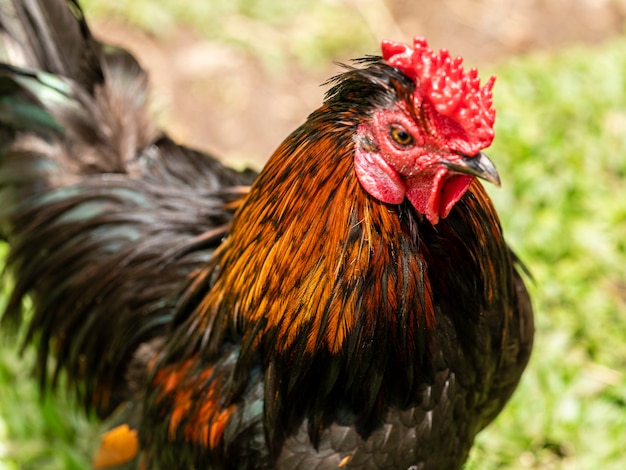 Foto pollo de corral en una granja avícola tradicional.