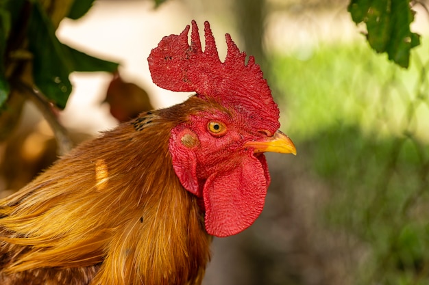 Pollo de corral en una granja avícola tradicional.