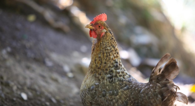 Pollo de corral en una granja avícola tradicional.