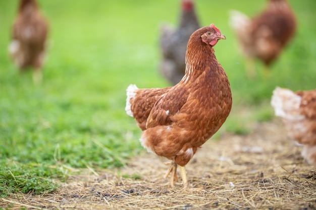 Pollo de corral en una granja en un día de verano.