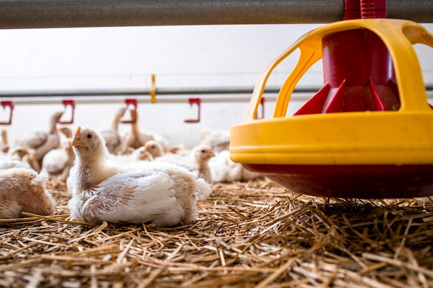 Pollo de crecimiento rápido junto al comedero en una granja avícola para la producción industrial de carne.