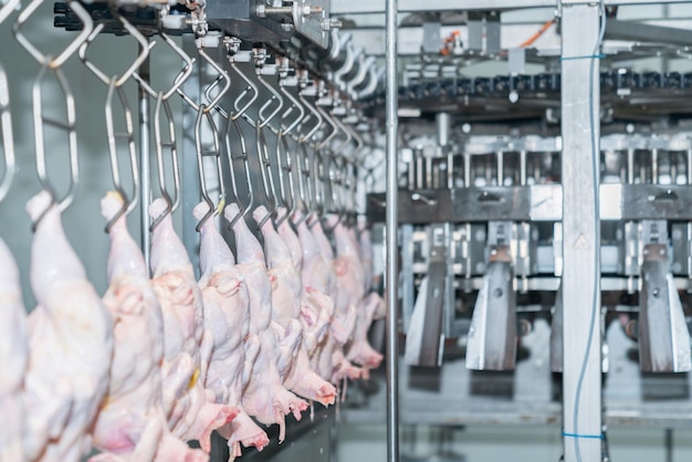 El pollo se cuelga de la cadena transportadora y se convierte en un proceso de línea en una moderna fábrica de aves de corral
