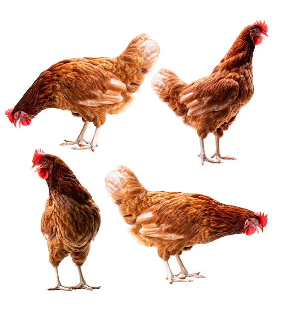 Pollo cuerpo completo de gallina de gallina marrón de pie aislado en fondo blanco con camino de recorte gallinas ponedoras agricultores concepto marco animal
