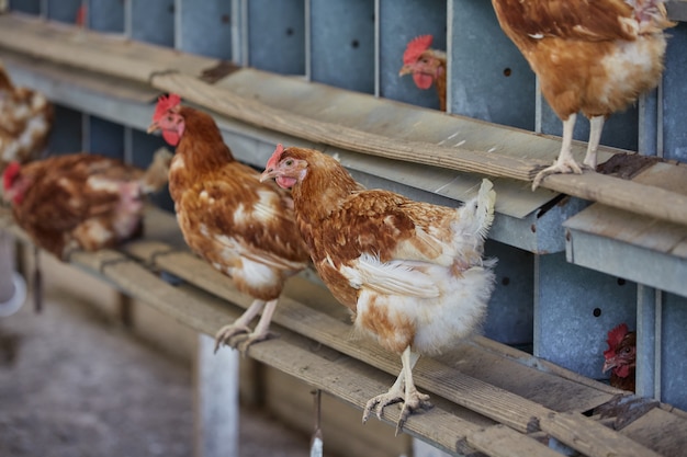 Pollo doméstico y gallo poniendo huevos orgánicos frescos en granjas de aves de corral gallina del pueblo de pascua