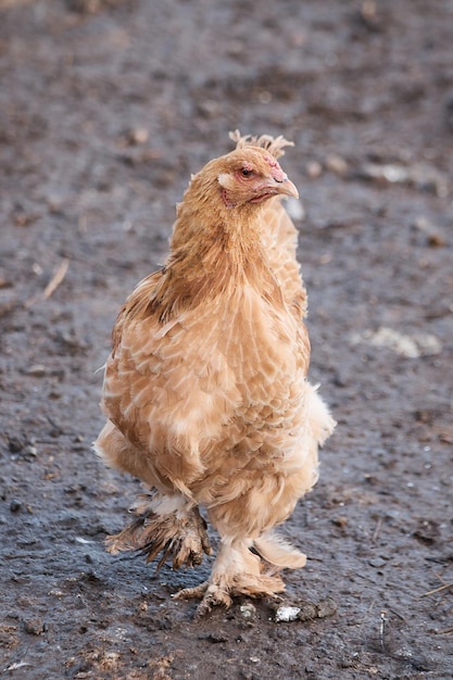 Pollo doméstico en granja closeup gallo retrato pájaro cresta y pico afilado