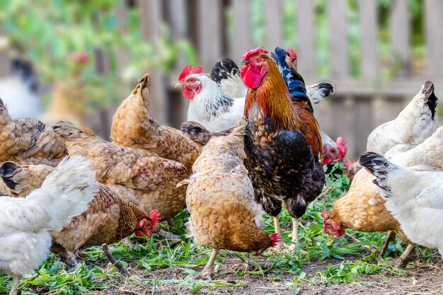 Pollo emplumado y gallo en pastoreo