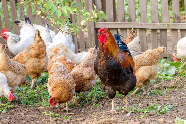 Pollo emplumado y gallo en pastoreo