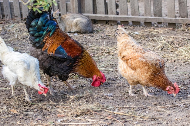 Pollo emplumado y gallo en pastoreoxA