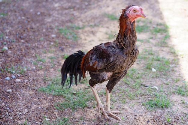 Pollo enfermo, pálido, flaco, infectado.