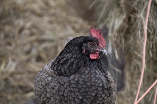 Foto pollo enojado