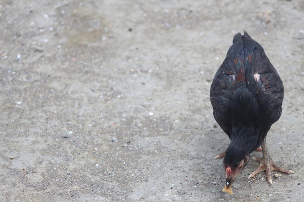 Un pollo está comiendo en la calle.