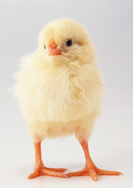 un pollo está de pie en una superficie blanca