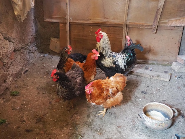 Pollo en el establo Pollos y gallos en un ambiente rústico Pájaros pardos jaspeados con grims rojos en la cabeza Establo rural