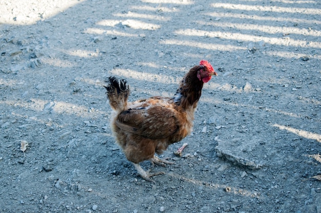 Pollo en el exterior