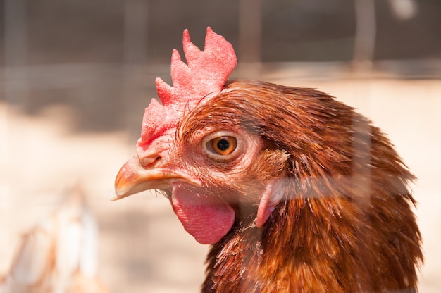 Pollo gallina madre en una granja en la naturaleza