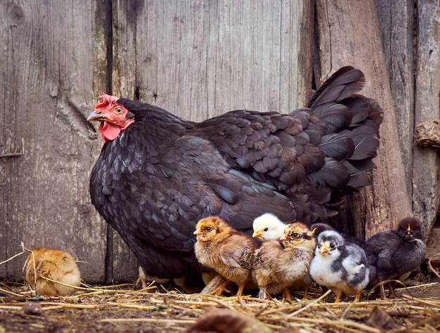 Pollo con gallinas en el corral.