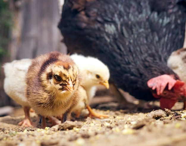 Foto pollo con gallinas en el corral.