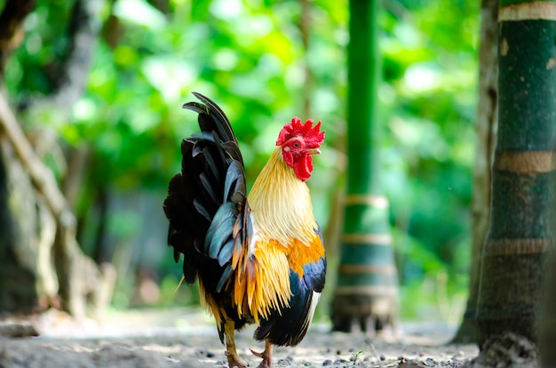 pollo gallo colorido en la iluminación del jardín y fondo verde.