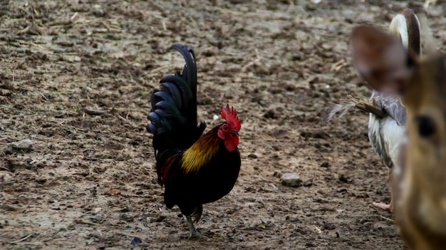 Pollo Gallo negro de patas cortas Gallo caminando en el suelo de barro en la granja