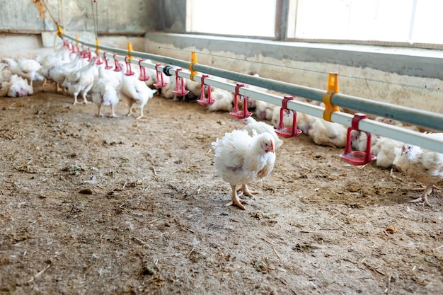 Un pollo en un granero con una correa roja en la espalda.