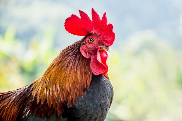 Pollo en la granja, para el día de acción de gracias.