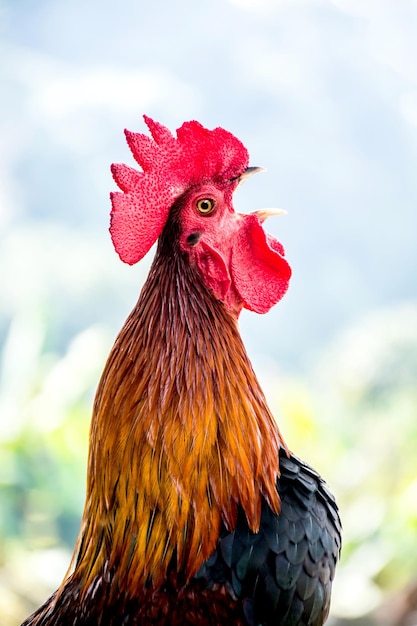 Pollo en la granja, para el día de acción de gracias.