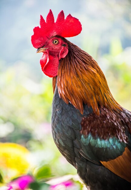 Foto pollo en la granja, para el día de acción de gracias