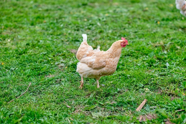 Pollo en una granja freerange El concepto de nutrición adecuada