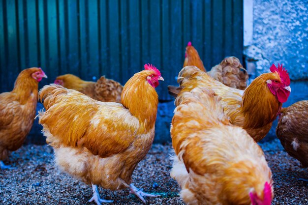 Pollo en una granja Gallina y Gallo