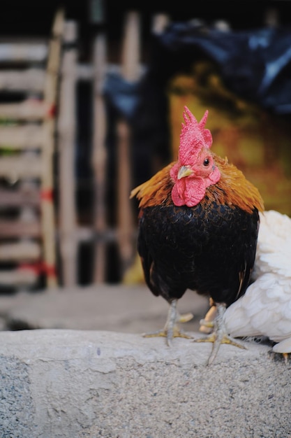 Foto pollo en la granja